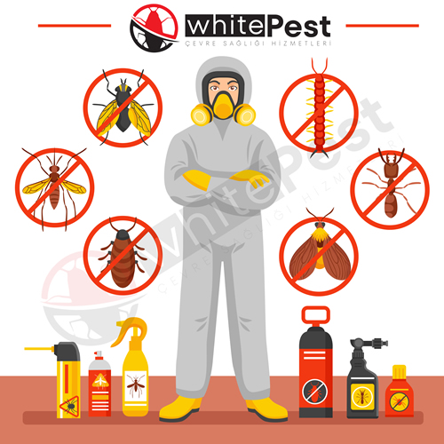 Gümüş Böceği ile Etkili Mücadele Yöntemleri